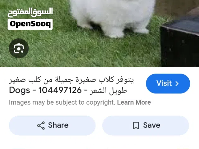 مطلوب جرو صغير اقرا الوصف
