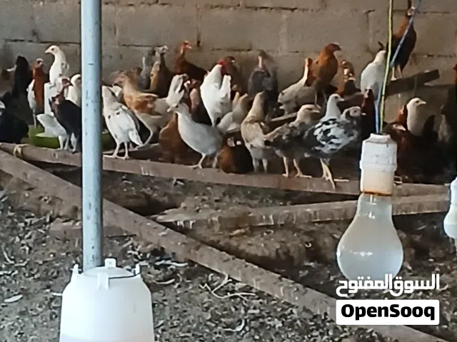 sale omani chicken