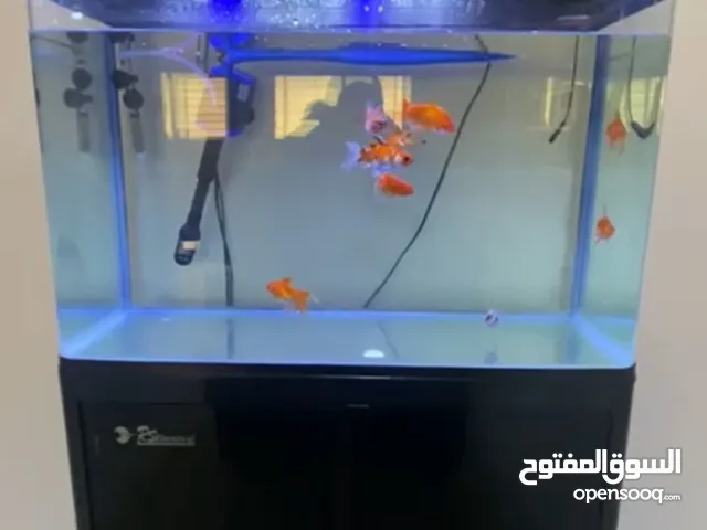 حوض سمك نوع RS Electrical