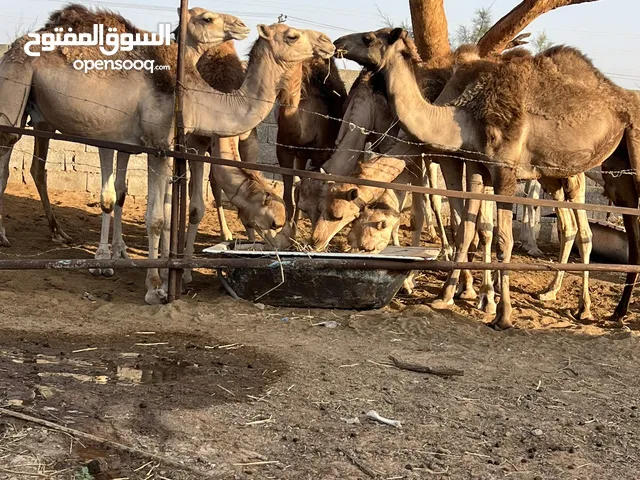 حوار قعود للبيع