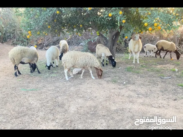 السلام عليكم غنم للبيع