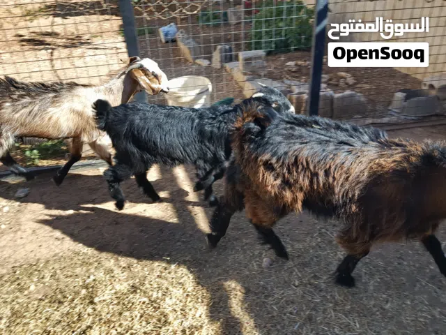 سخال عدد 6 للبيع