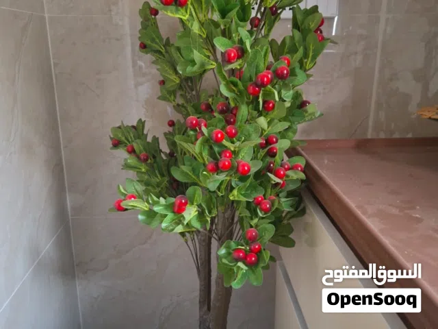 الشجرات للبيع