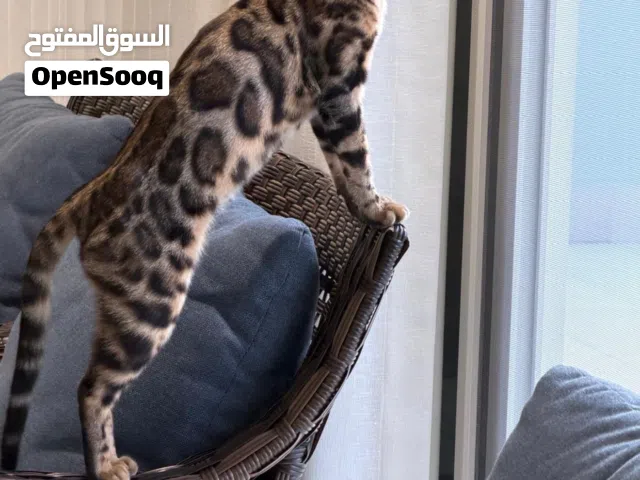انثي بانغال غير معقمه عمرها 9 شهور