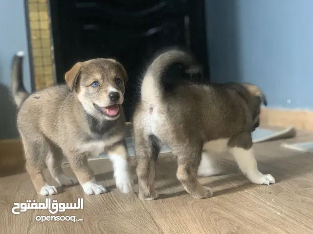 جراوي هاسكي