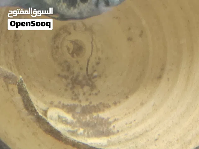 كوبية سمكة زيبرا كونفكت منتجة من قبل الدكر كونفكت والانتى بلو بروت العمر سنة