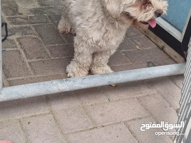 للبيع كلبين فصيلت كاكابو وارد من الخارج و الثاني شتزو