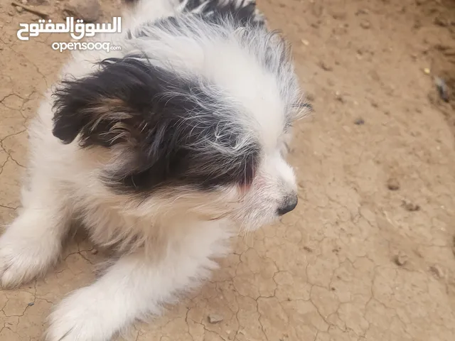 لمن يحب تربية الكلاب لدينا كلب أمريكي ابيض للبيع اقل من عمر سنه صنعاء