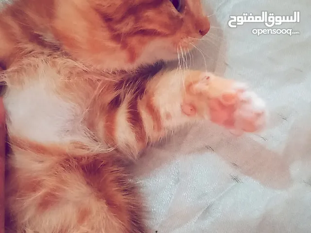 بسبوس صغير عمرو حوالي تلات اسابيع لعوب وكيوت و بيوكل طبيعي  اقراء الوصف.....................؟؟.؟؟؟؟