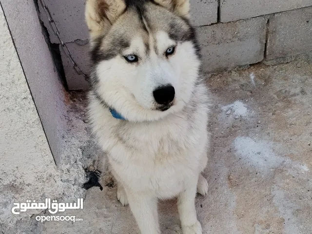 كلب هاسكي. فصيلة نادرة العمر 6 شهور