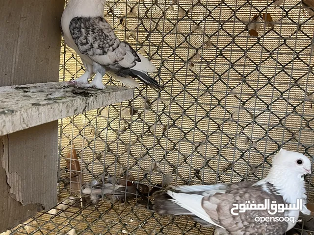 حمام زينه كيرلي و حب الرمان