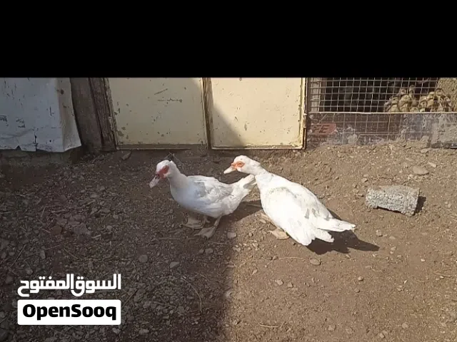 بط مصري منتجات . سعرهن 7 ريال مع بعض موقع لوى