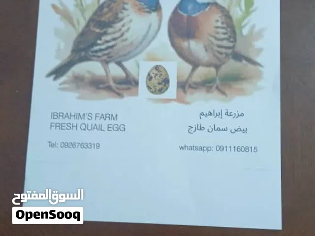 بيض سمان مخصب