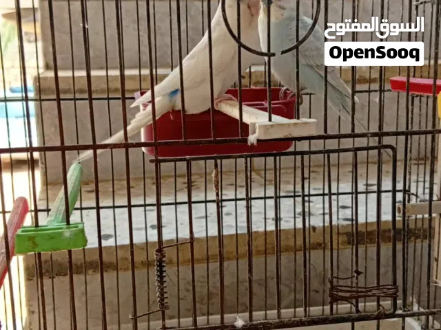 متوفر كوبيه بقلينو تحتها 7تبارك الرحمن ومنتجه عندي كوبيه مضمونه تبارك الرحمن