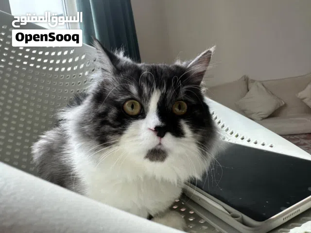 ستورين للبيع