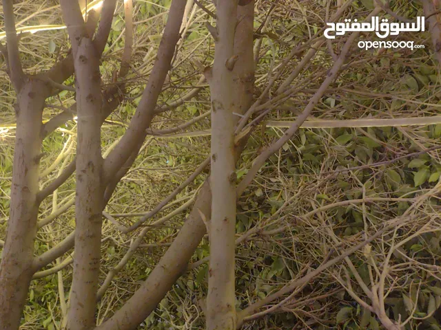 عمارة للبيع في شارع جمال