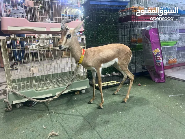 غزال الريم
