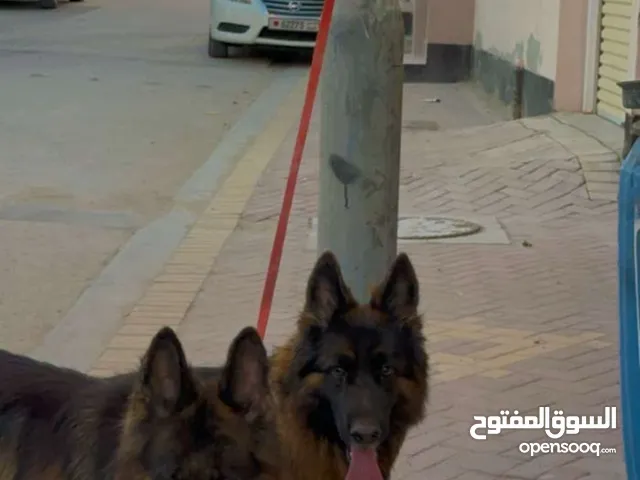 مطلوب كلب التبني التواصل خاص