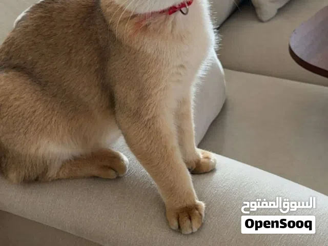 قط سكوتش فولد