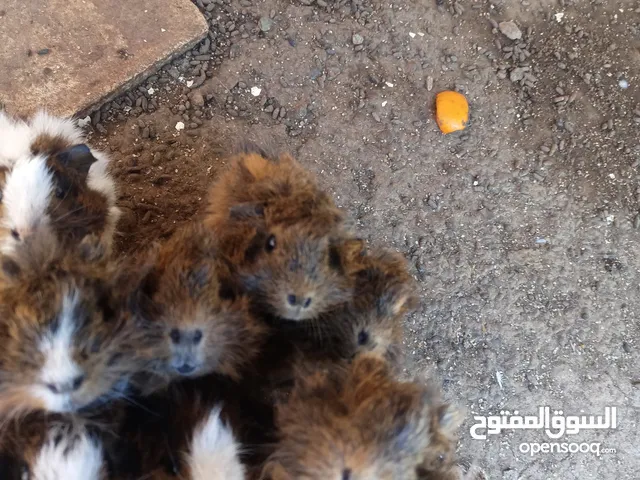 للبيع هامستر أمورهن طيبه