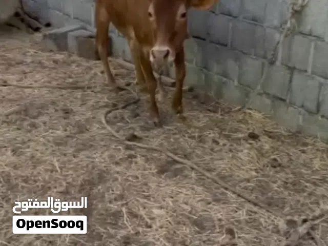 ابقار للبيع ويوجد اغنام وكبشان وتيوس