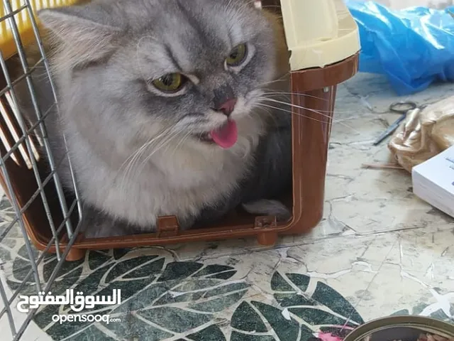 قطة للتبني شيرازي في جدة