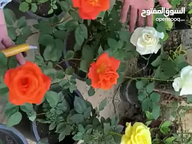 بيع نباتات زينة وخضار وفاكهة وخدمات زراعية كاملة التوصيل لحد عندك وتواصل معنا لمعرفه عروض الاونلاين