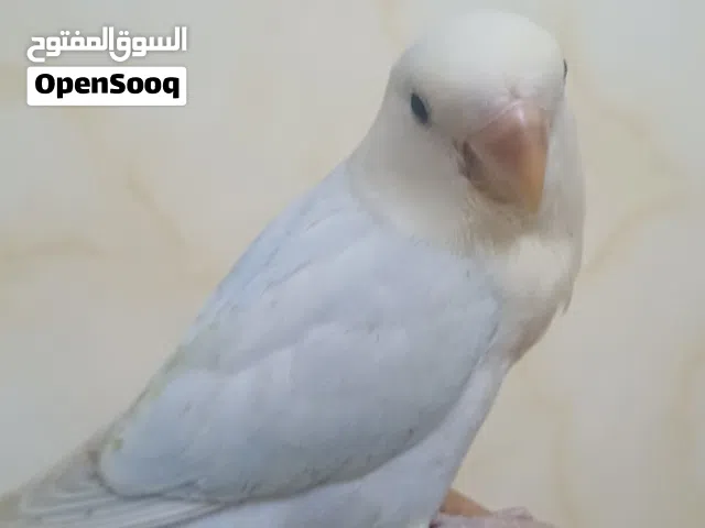 بركديلو مروض جاهز للتدريب ..
