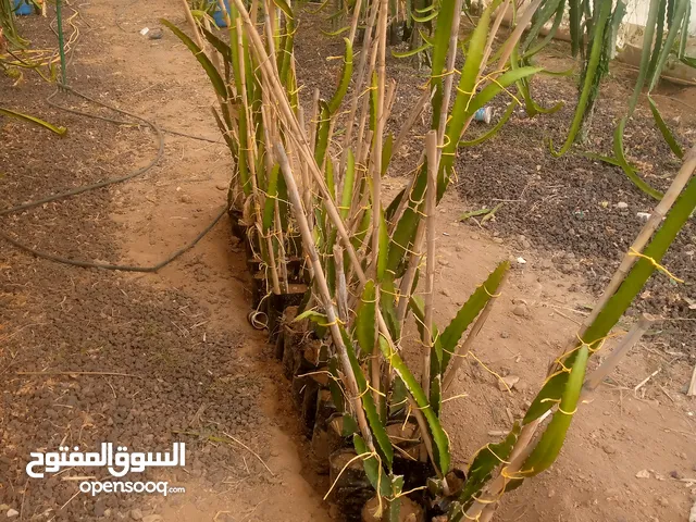 اشكال دراغون فروت