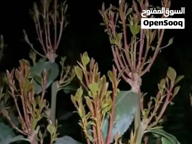 قات غرسات رقم واحد