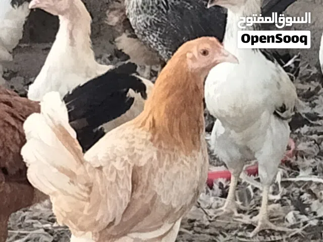دجاج فرنسي الاحمر والابيض الكولمبي عمر اربعه شهور