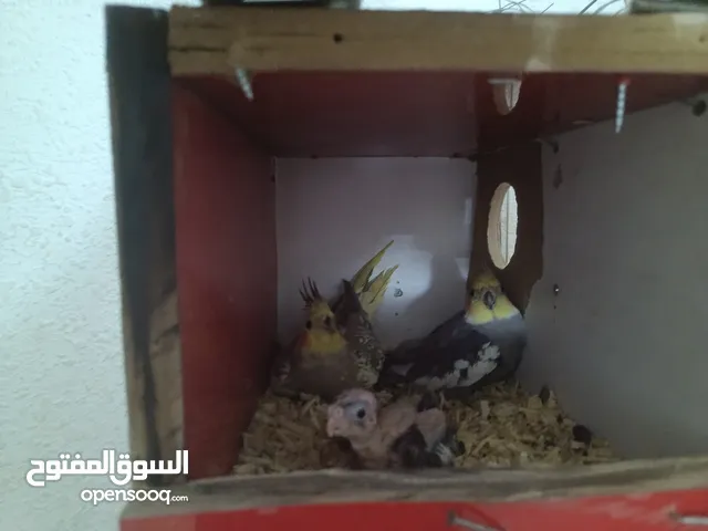 جوز كوكتيل شغال للبيع بالصلاة على النبي
