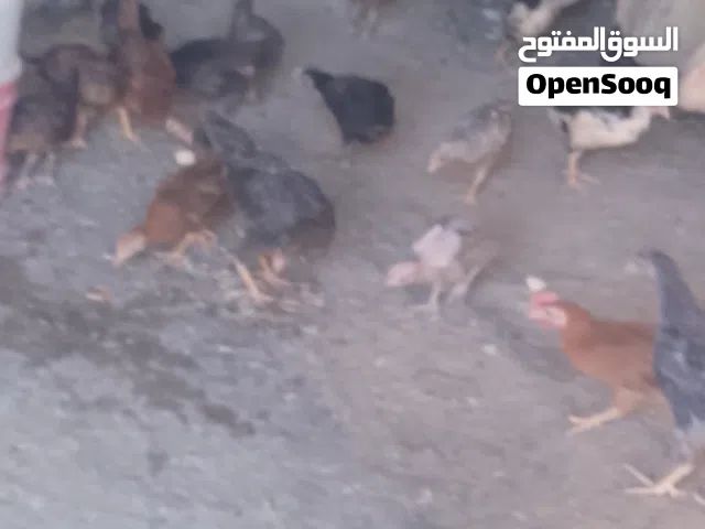 فرخات وديوك للبيع