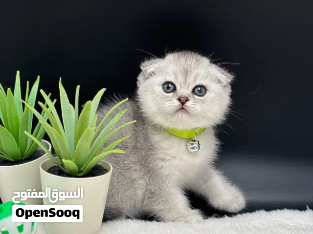 2 kittens scottish fold silver, males قطتين سكوتش فولد سيلفر عنر شهر ونصف ذكور