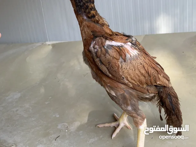 للبيع دجاج باكستاني ميوالي