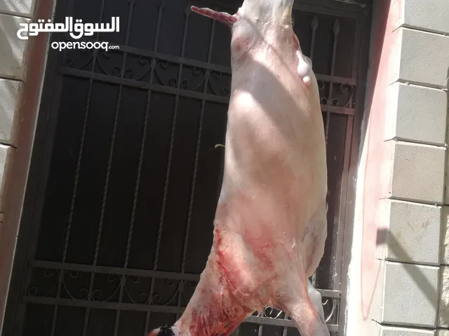 ذبح جميع ضاحي
