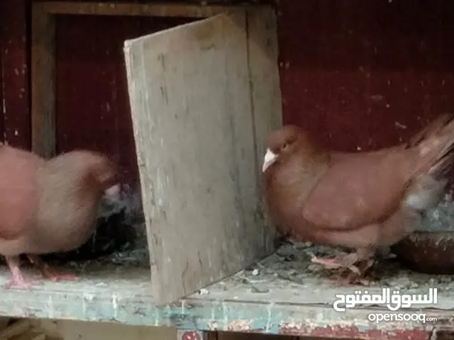 مطلوب نفس صوره