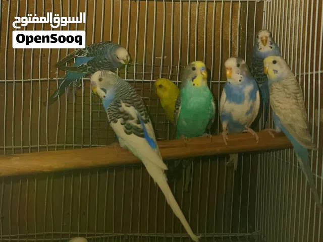طيور بادجي للبيع