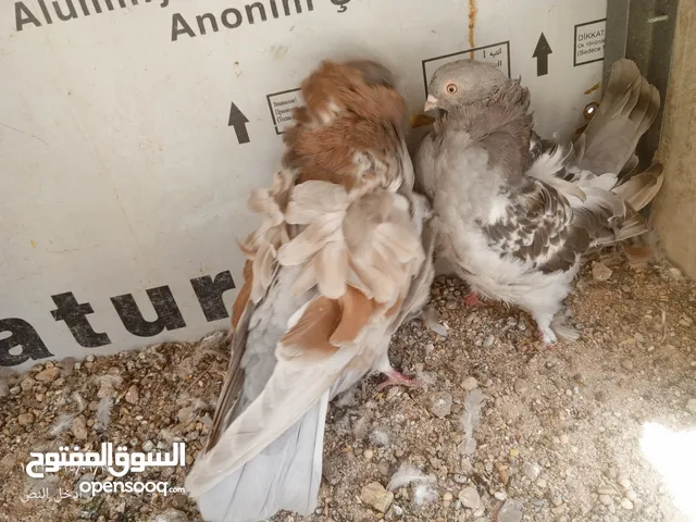 حمام كشكي افحله ثنين ونثيه امايات ومستوى وضخامه فول