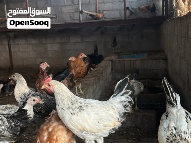 للبيع دجاج عماني اللحق ما تلحق