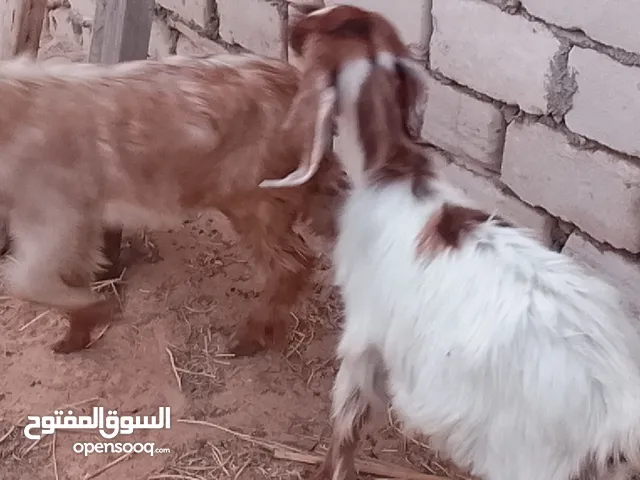 2عنايق مهجنات العمر 3شهور