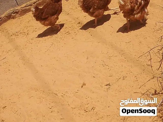 دجاج للبيع