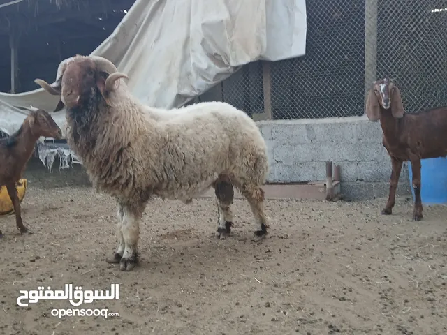 كبش نعيمي راهي وسمين فووول