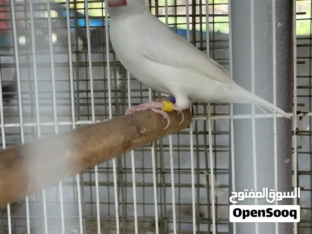 مطلوب ذكور جاوا