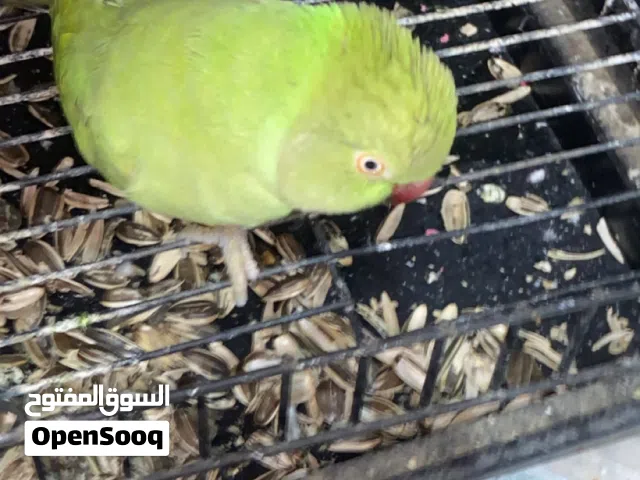 للبيع  متوه   نثيه