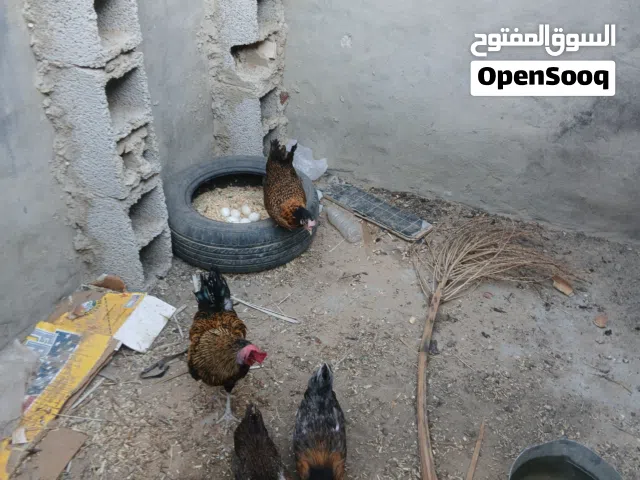 ديك و دجاجه تحتهن دحيه الدجاجه بي 50 و الديك 40