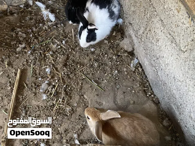للبيع ارانب