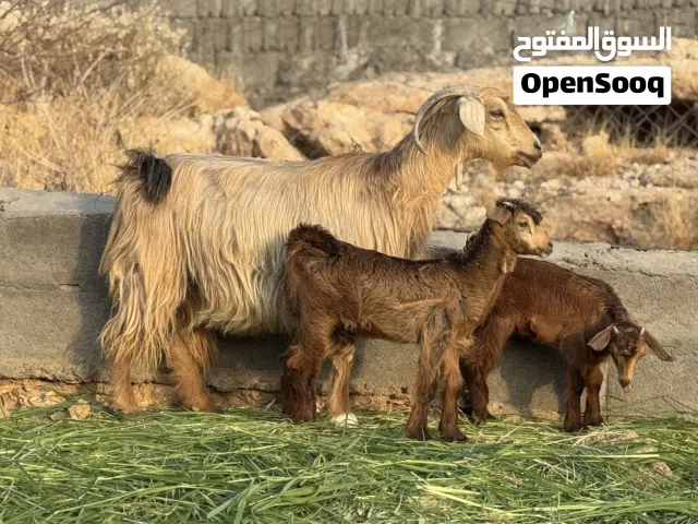 عنز من حلال الجبل الأخضر راهيه وفل فل سمنه تبارك الرحمن تحتها توم سخلات