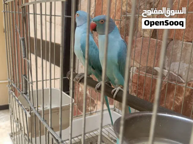 كوبيا دره ابلاين راس اكحل الله يبارك