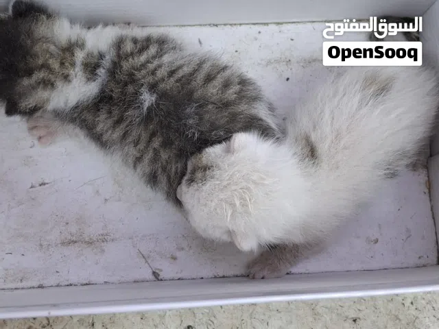 قطتان حديثات الولادة للتبني